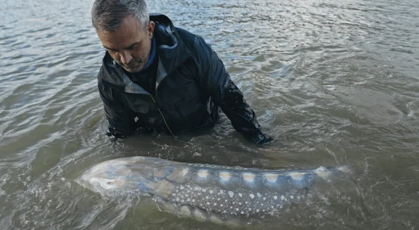 Giganten unter Wasser – Riesenfischen auf der Spur