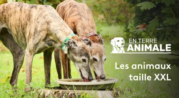En terre animale
