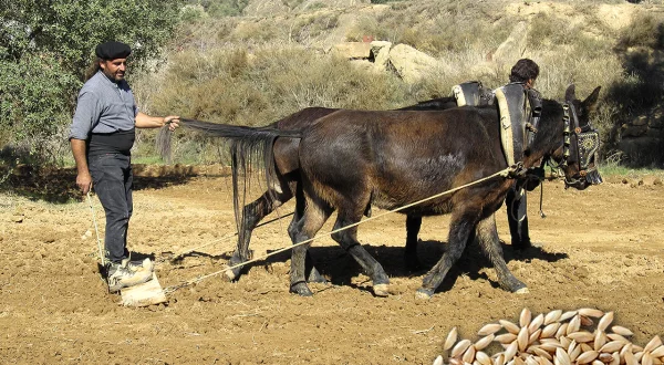 La siembra del cereal con caballerías. Técnica ancestral para labrar y sembrar el campo