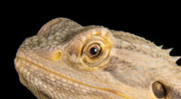 Reptile Planet