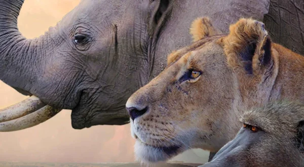 Kalahari: Land van geheime bondgenootschap