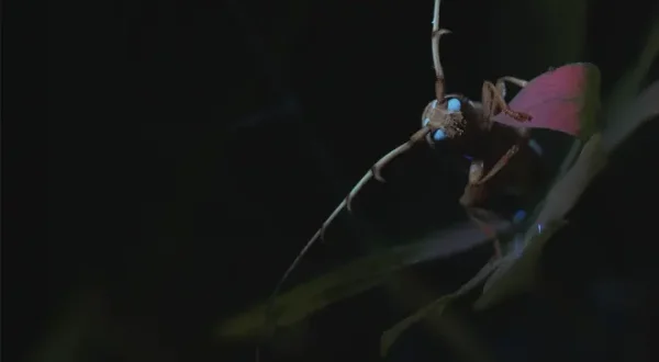 Mysterieux insectes, sur la piste des origines