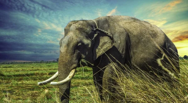 Le creature più grandi del mondo