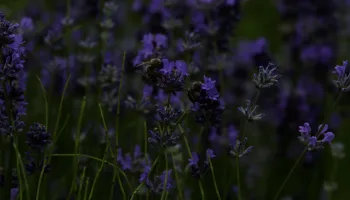 Kräutergarten: Lavendel