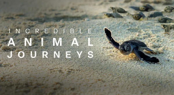 Incredible Animal Journeys