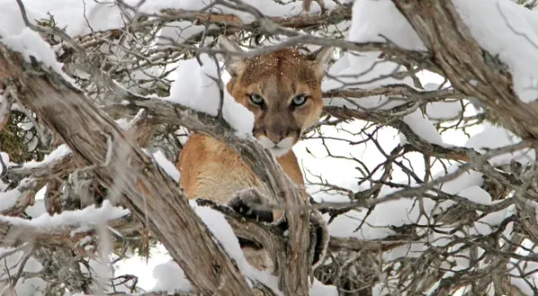 Puma contre loup