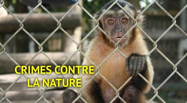 Crimes contre la nature
