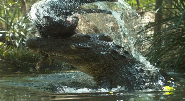 Κροκόδειλος - Ο Επιζών της Αυστραλίας | Crocodile - Australia's Survivor