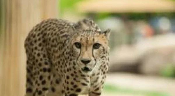 Man V. Cheetah