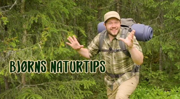 Bjørns naturtips