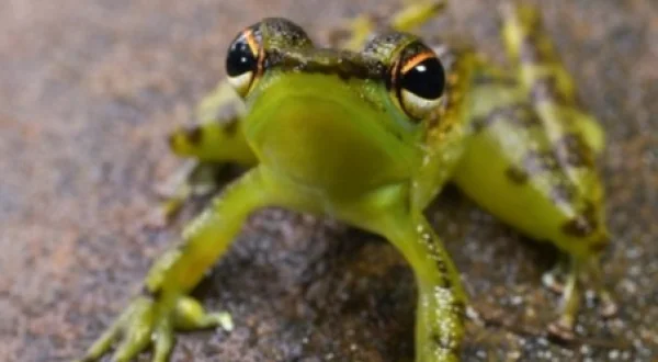 Darwin's Amazing Animals