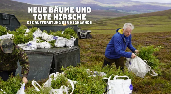 Neue Bäume und tote Hirsche: Die Aufforstung der Highlands