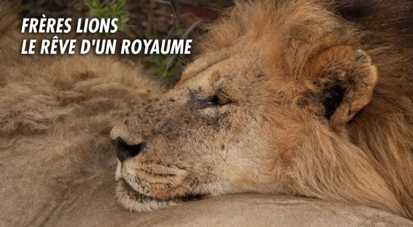 Frères lions : Le rêve d'un royaume