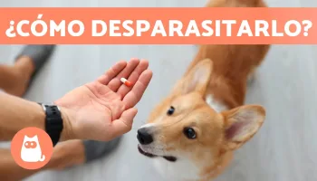 Cuidados imprescindibles de los perros