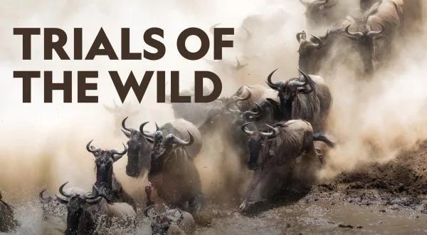Trials of The Wild