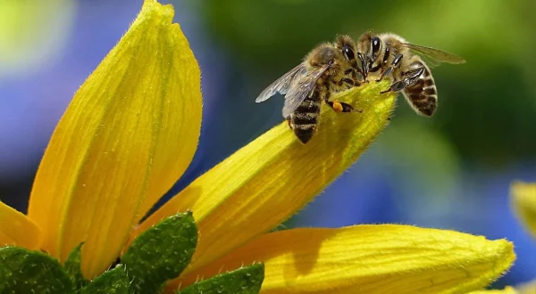 Tierische Superhelden: Meister der Kommunikation