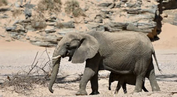La Nostra Africa: Professionisti Della Natura
