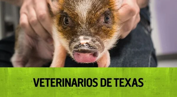 Veterinarios de Texas