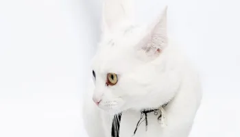 ¿Cómo se comunica tu gato?