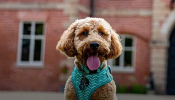 La dog Académie