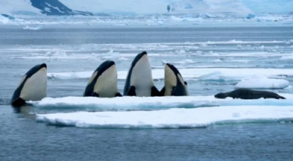OPERAȚIUNEA ORCA | EXPEDITION KILLER WHALE