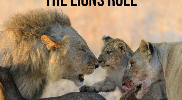 The Lions Rule