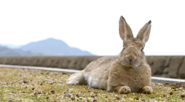 Les super pouvoirs du lapin