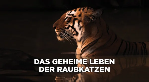 Das geheime Leben der Raubkatzen