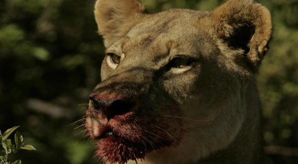 Αιώνιοι Εχθροί: Λιοντάρια και Υαινες | Eternal Enemies: Lions And Hyenas