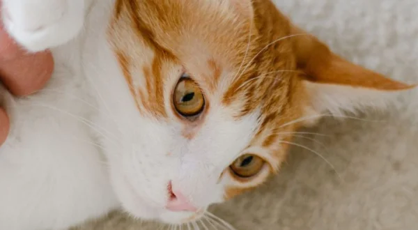 La relación entre gatos y dueños
