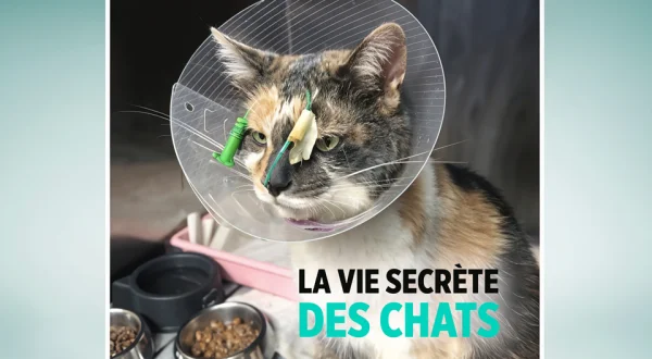 La vie secrète des chats