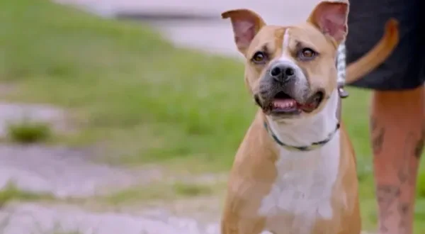 Pitbulls auf Bewährung