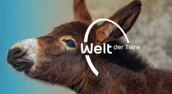 Welt der Tiere