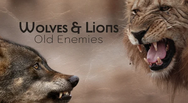 Wolves & Lions: Old Enemies