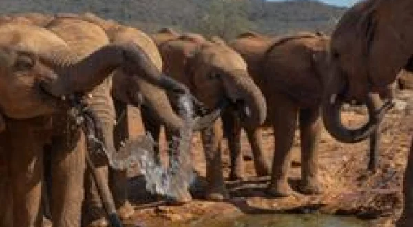 Bébés éléphants, l'espoir de Reteti