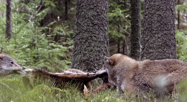 Wilder Grenzgänger – Der Wolf ist zurück