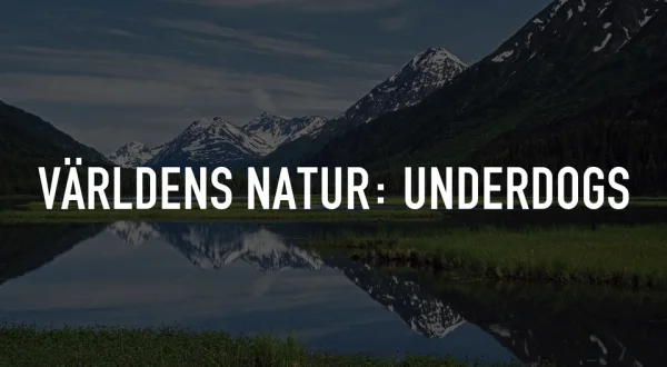 Världens natur: Underdogs