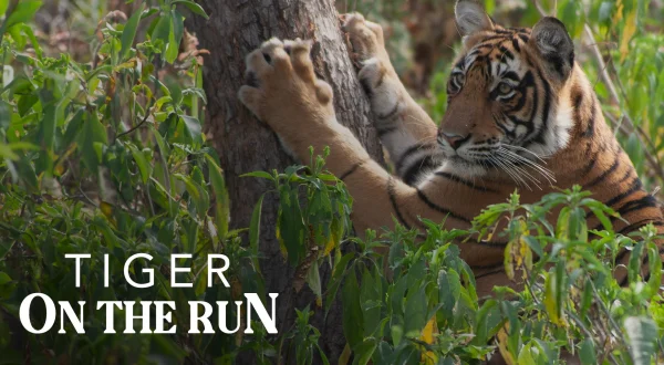 Tiger On The Run