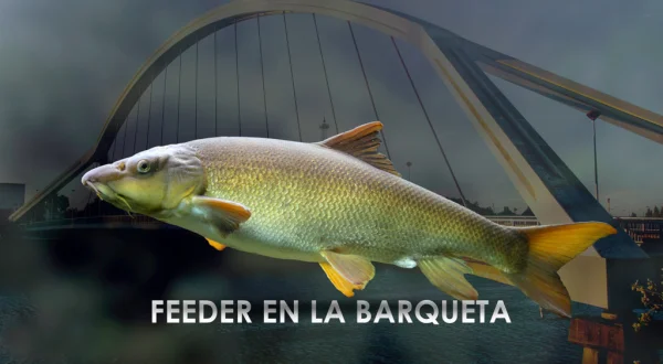 Feeder en La Barqueta