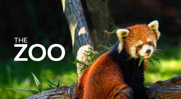 The Zoo