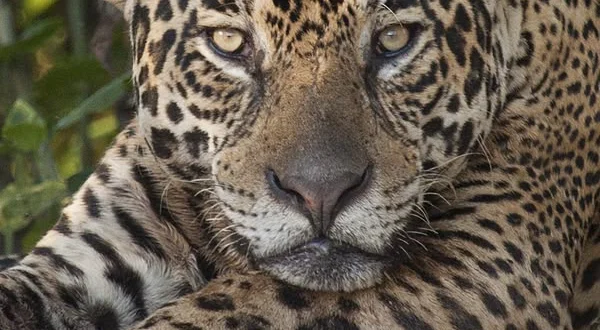 Natural World: Giaguari, vita da predatori