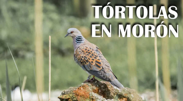 Tortolas En Moron