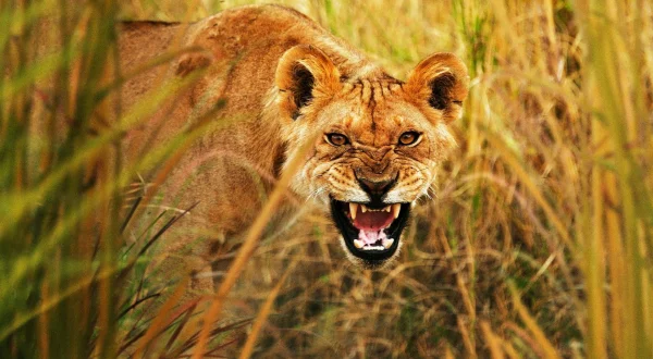 Μυστικά Αρπακτικών: Ειδική Εκδοση | Secret Life of Predators: Compilation