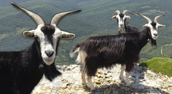 Cabra pirenaica en peligro de extinción. Vida en semilibertad de 120 cabras de esta raza caprina