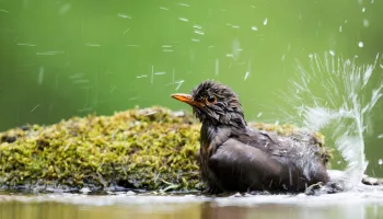 Die Magie der Vögel – Was Birdwatcher begeistert