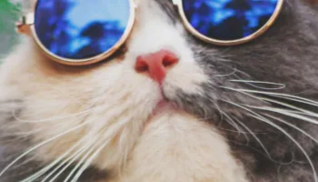 El verano y los gatos