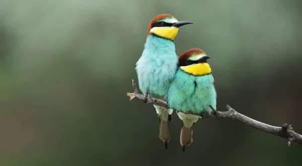 Unglaubliche Tierwanderungen
