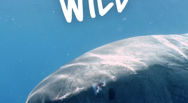 Great Blue Wild