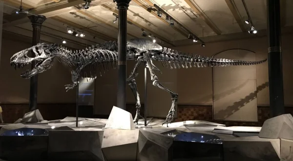 Dinosauri
