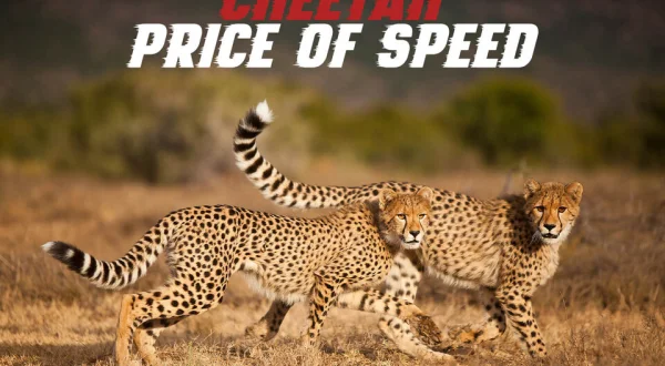 Cheetah: Price of Speed